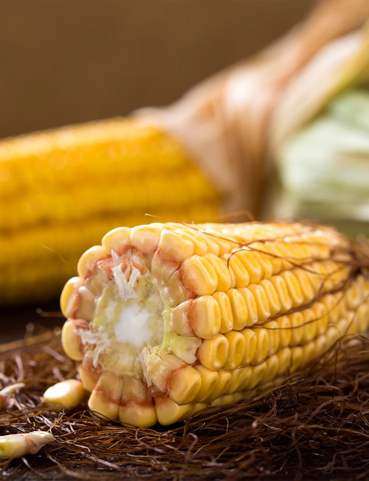 Maize (Corn)